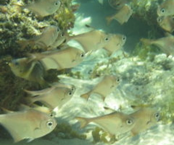 Kosi Mouth Snorkeling Adventure